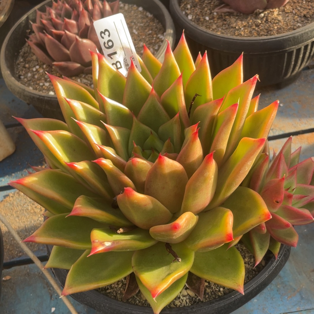 无花朵若如东云单拍B163