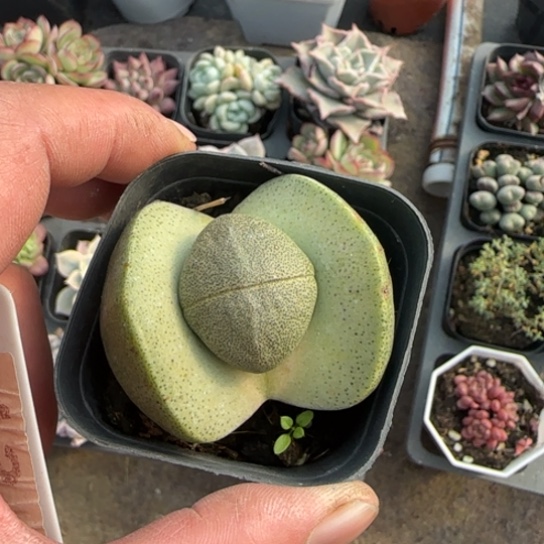 14元宝多肉植物多