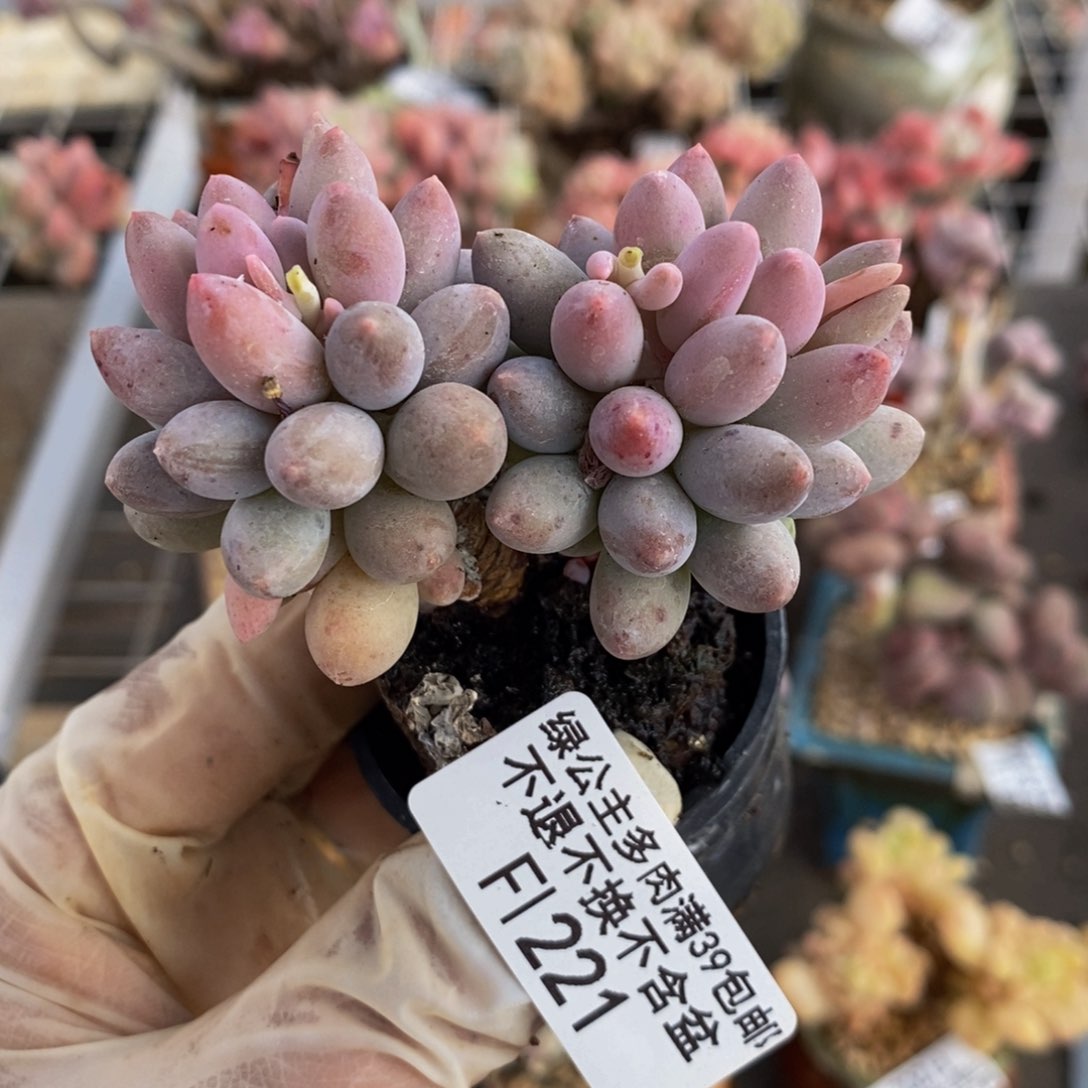 婴儿手指221/6c m