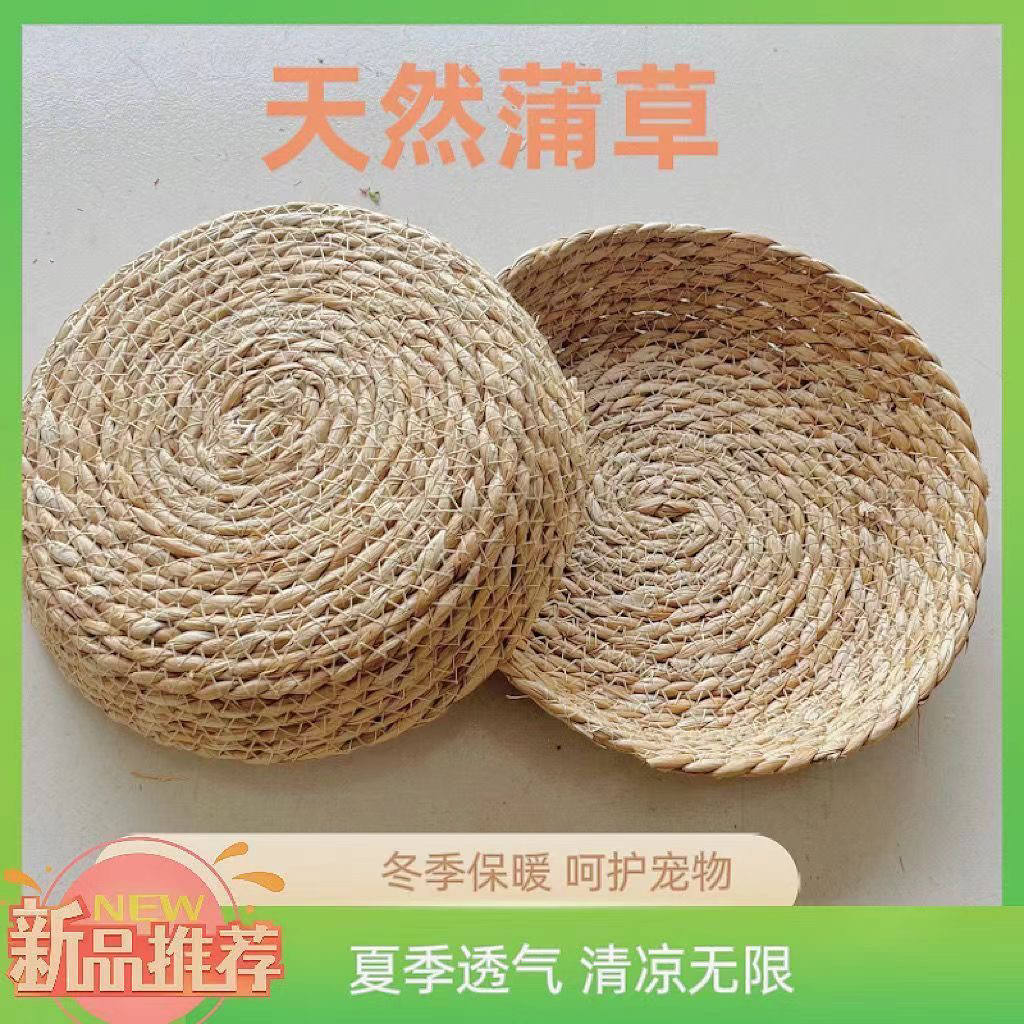 荷兰猪草边框豚鼠草窝