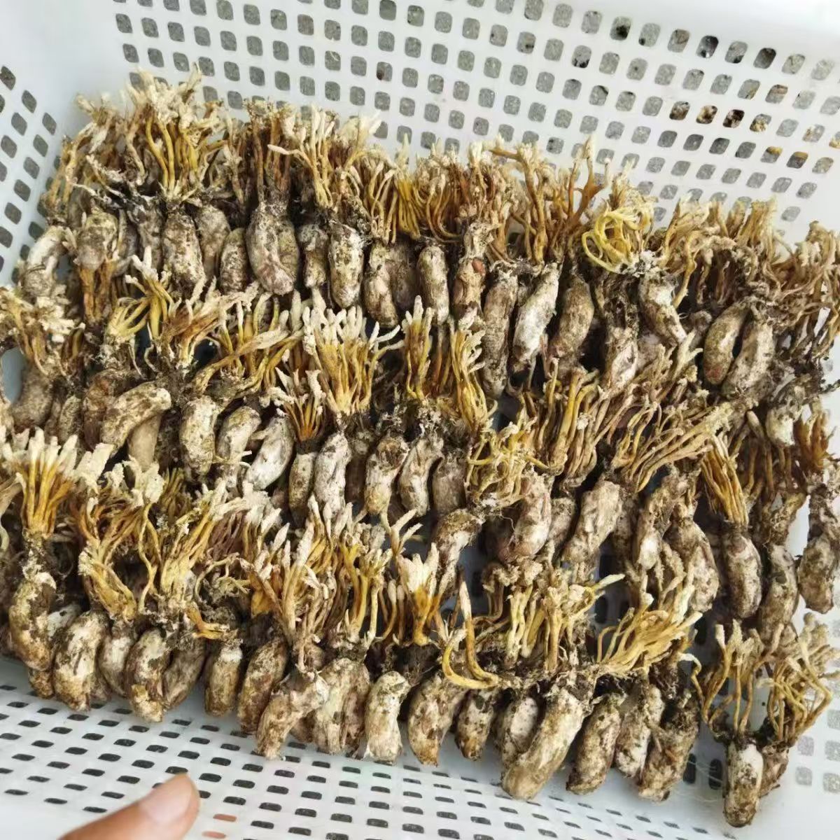 【雨林山珍】云南哀牢山下山货金蝉花