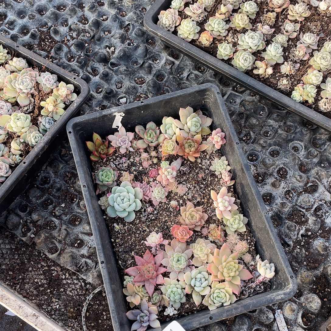 我***谁271。 定。           