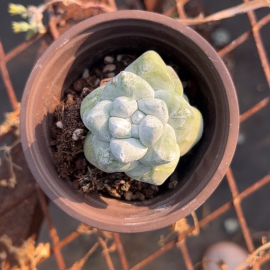 锦宸多肉～一物一拍651