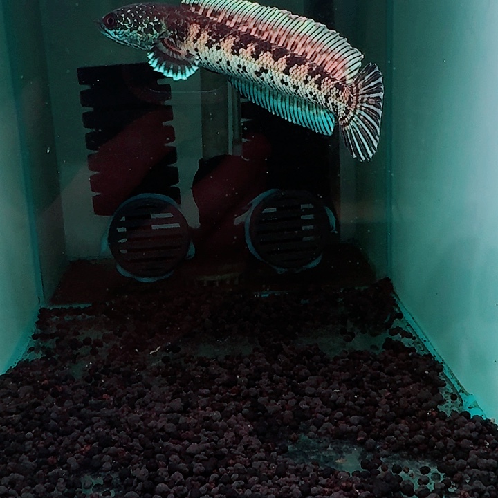 海水鱼黄金眼镜蛇单107号