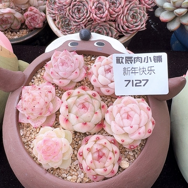 多肉植物麦秆7颗7127