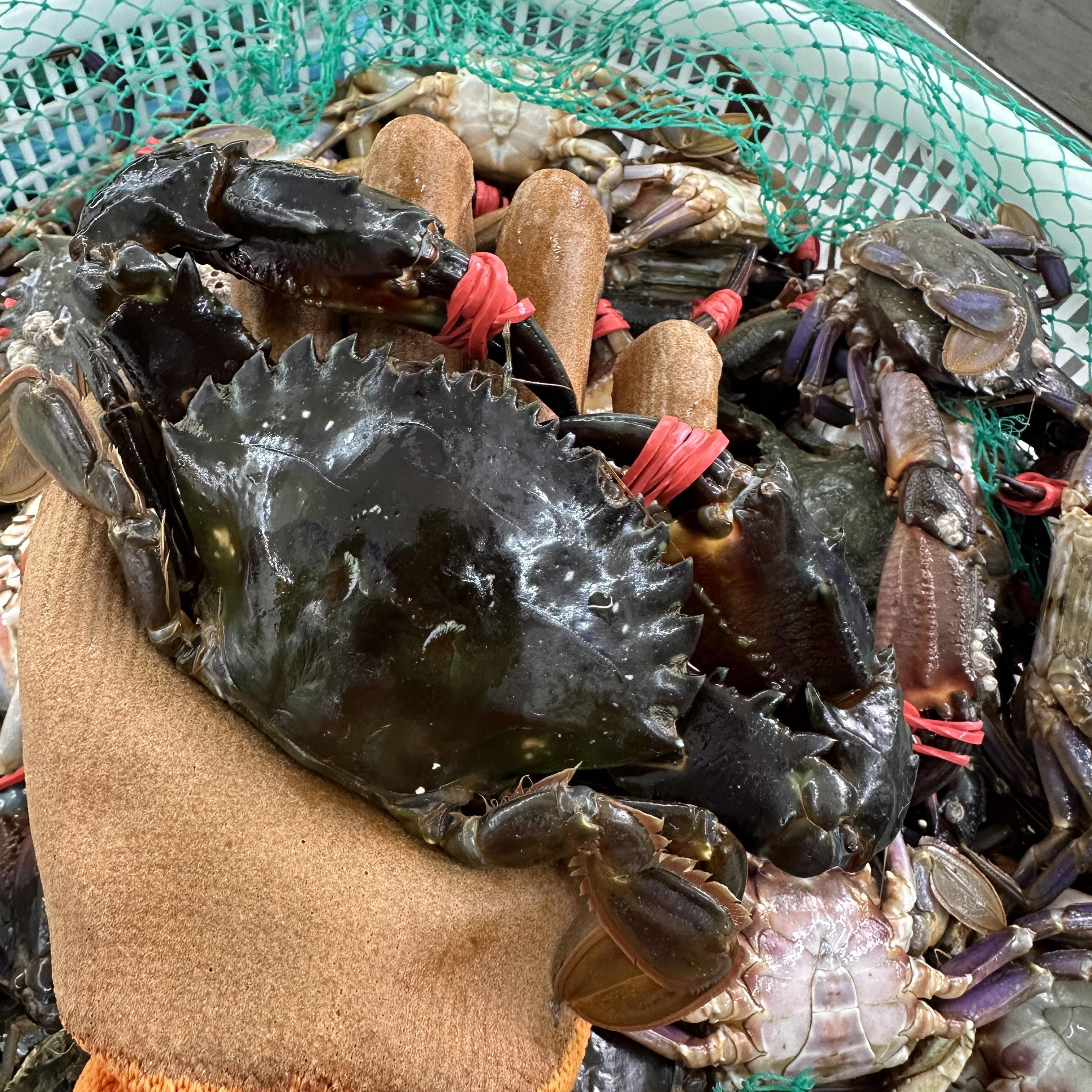 【特大】3斤赤甲红海蟹自家小船当天捕捞保鲜不保活