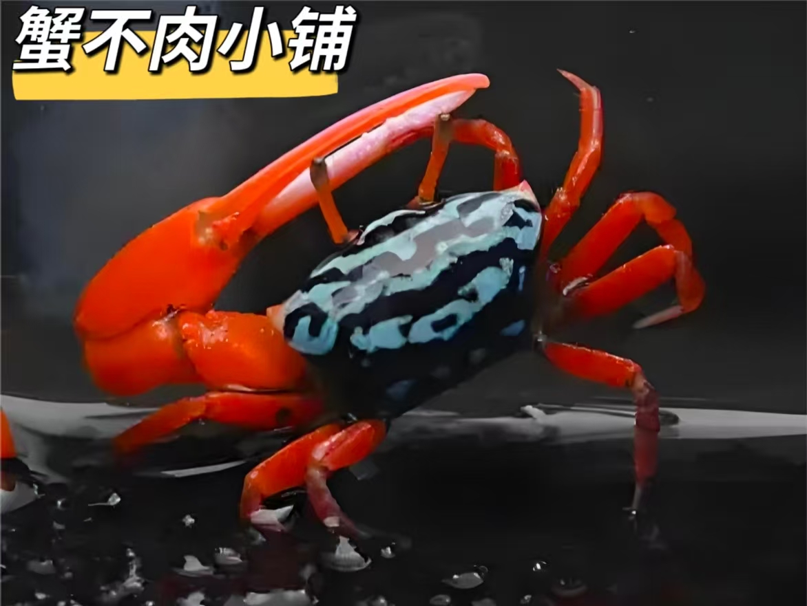西瓜情侣蟹汽水蟹水陆缸爬宠活体观赏宠物蟹