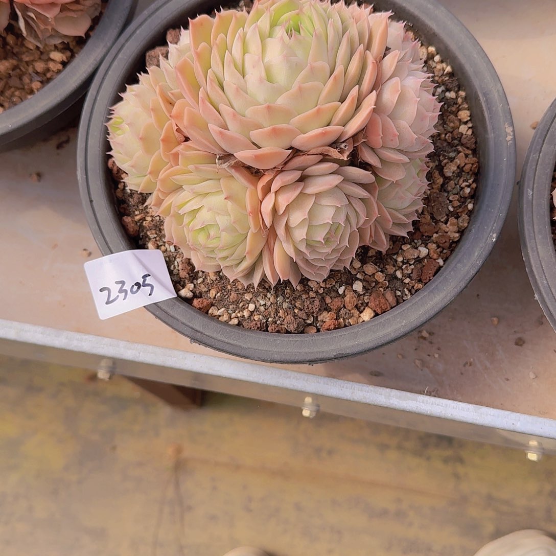 小****32305昂斯诺多肉植物