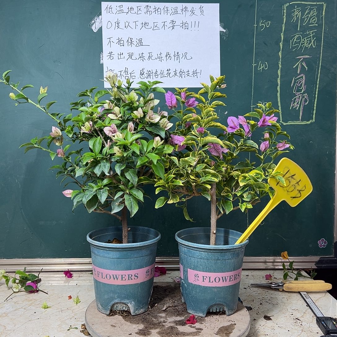 全部花苞下播 雪紫 金边浅紫 1553