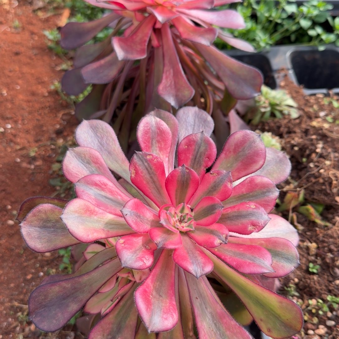 铜壶变多肉植物法师