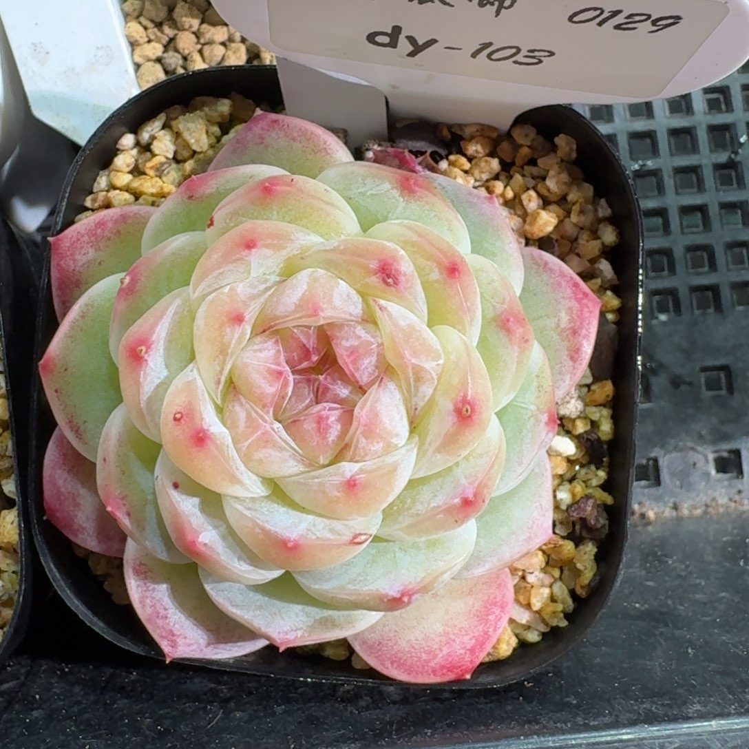 0129-103-水晶单头