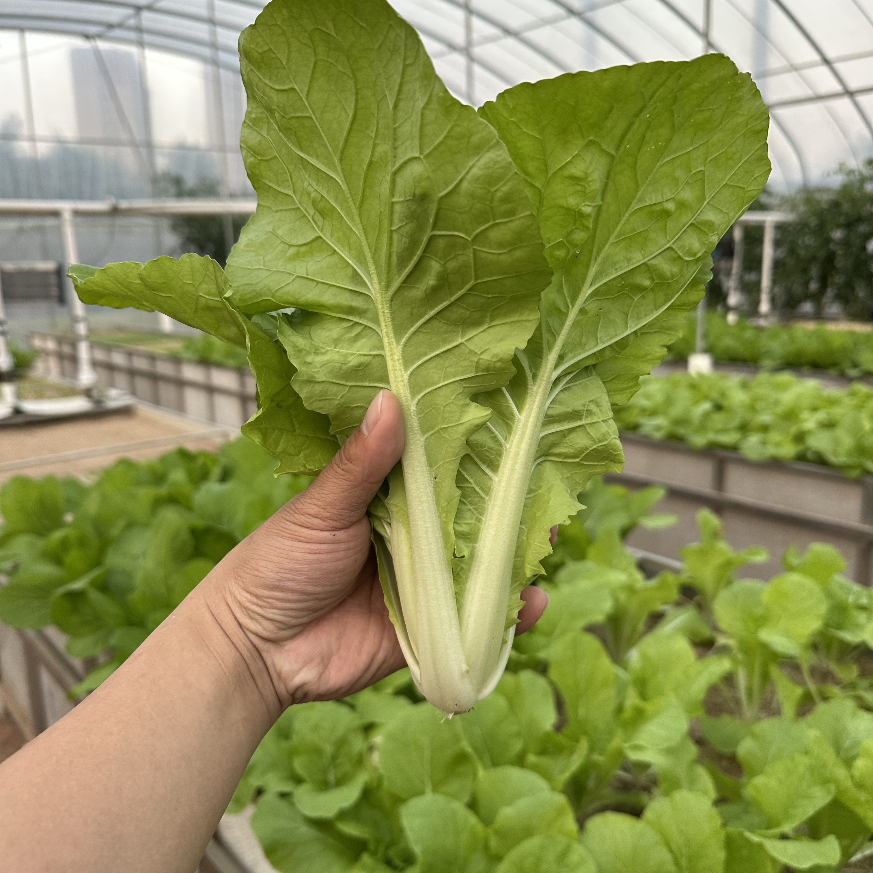 （顺丰发货）娃娃菜新鲜嫩甜爽口白菜本地蔬菜