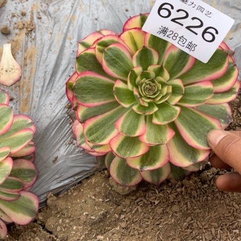 荔枝多肉多肉6226