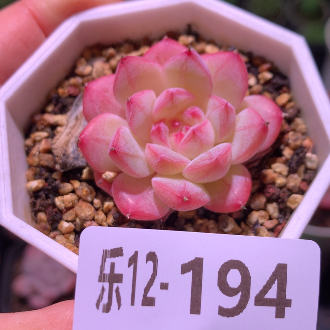 乐然12-194 白桃汽水 