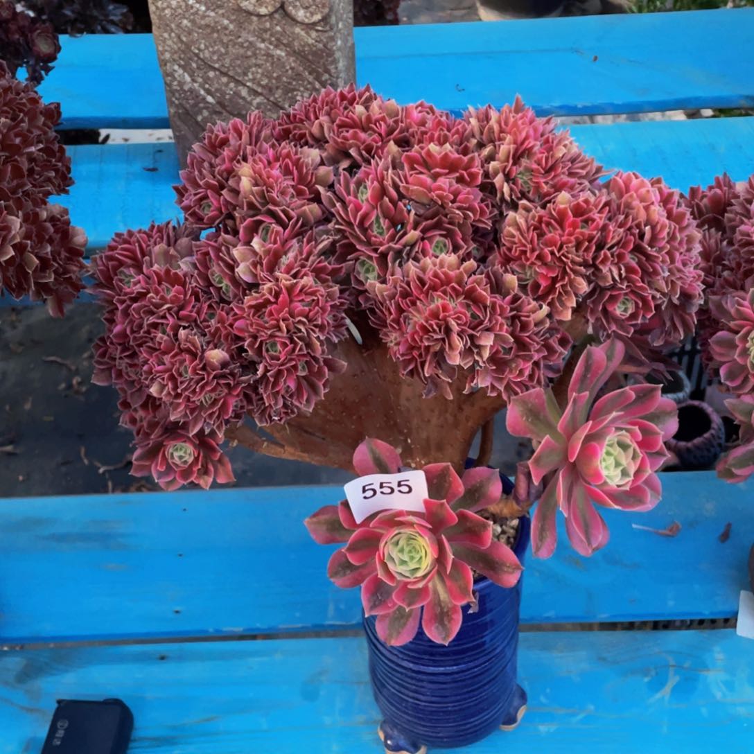 芳*555号粉女巫法师微瑕