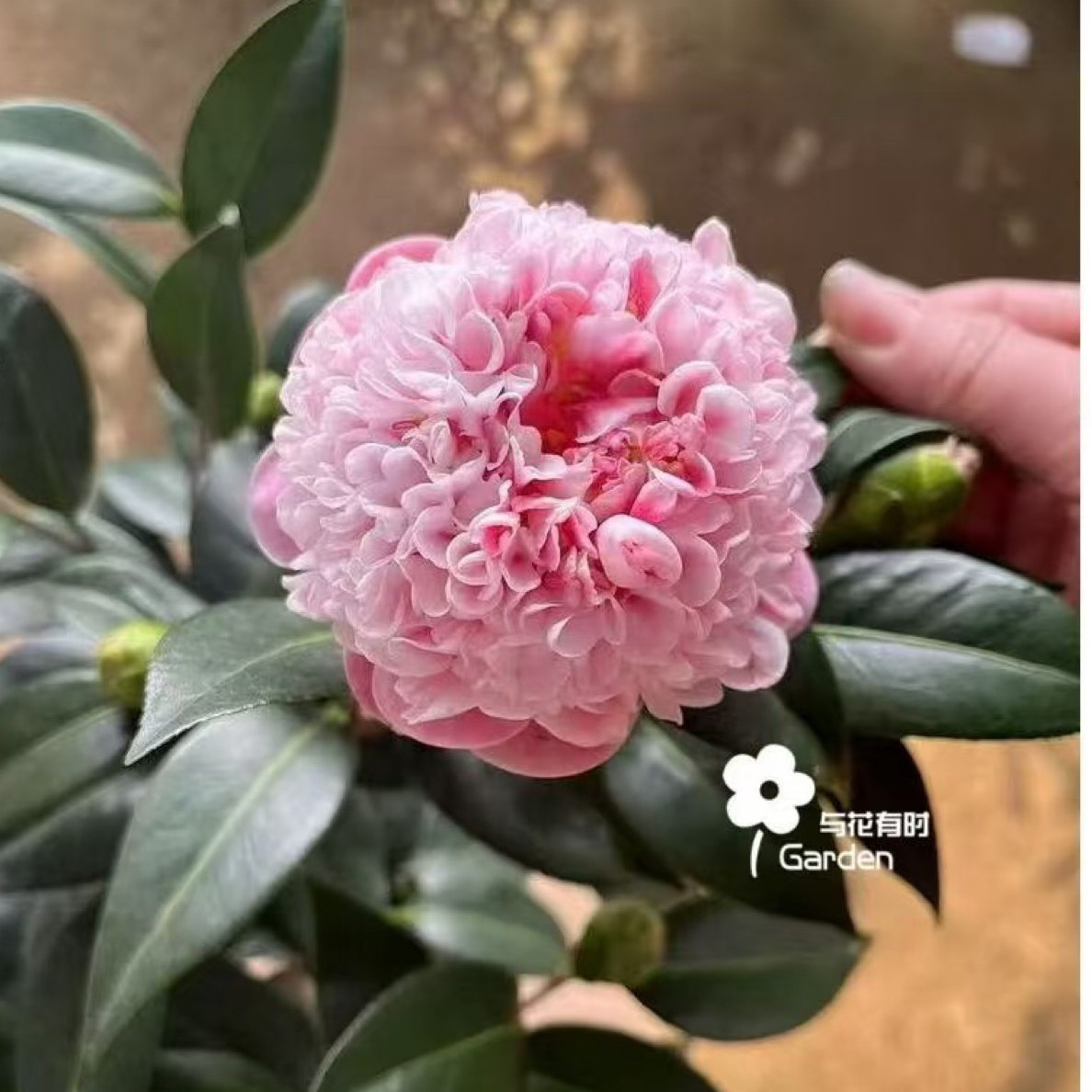巴黎天使山茶花稀有品种