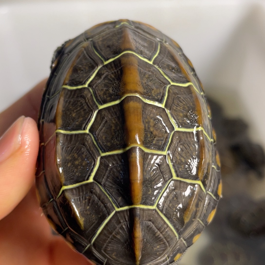 苏北金线冷水草龟