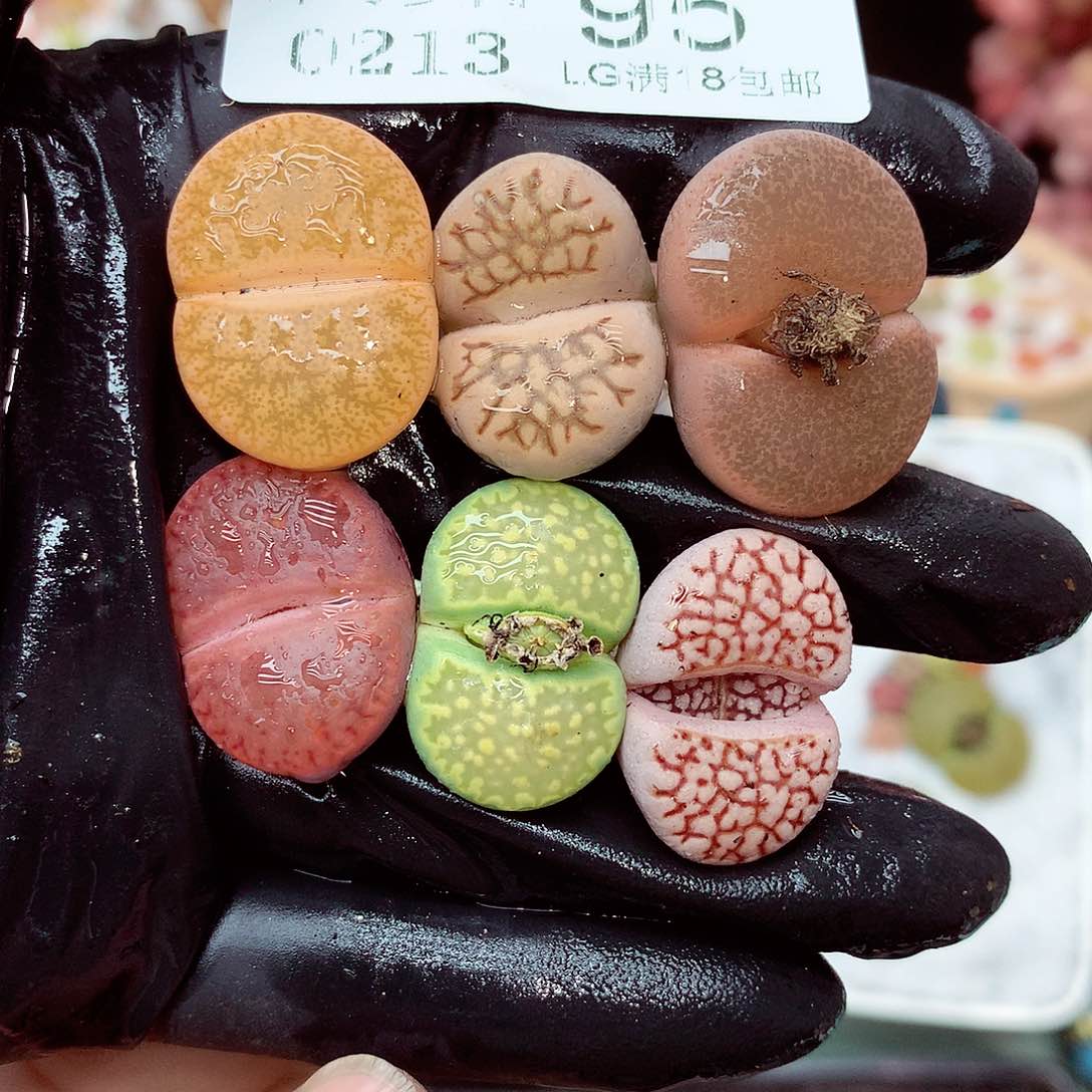 郎哥多肉生石花13-95