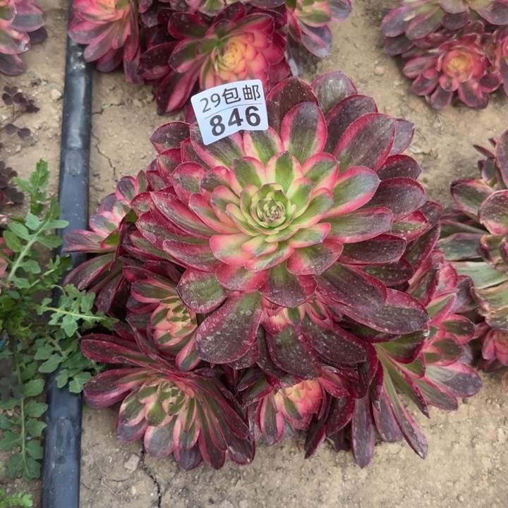 荔枝带花脸……多肉植物……