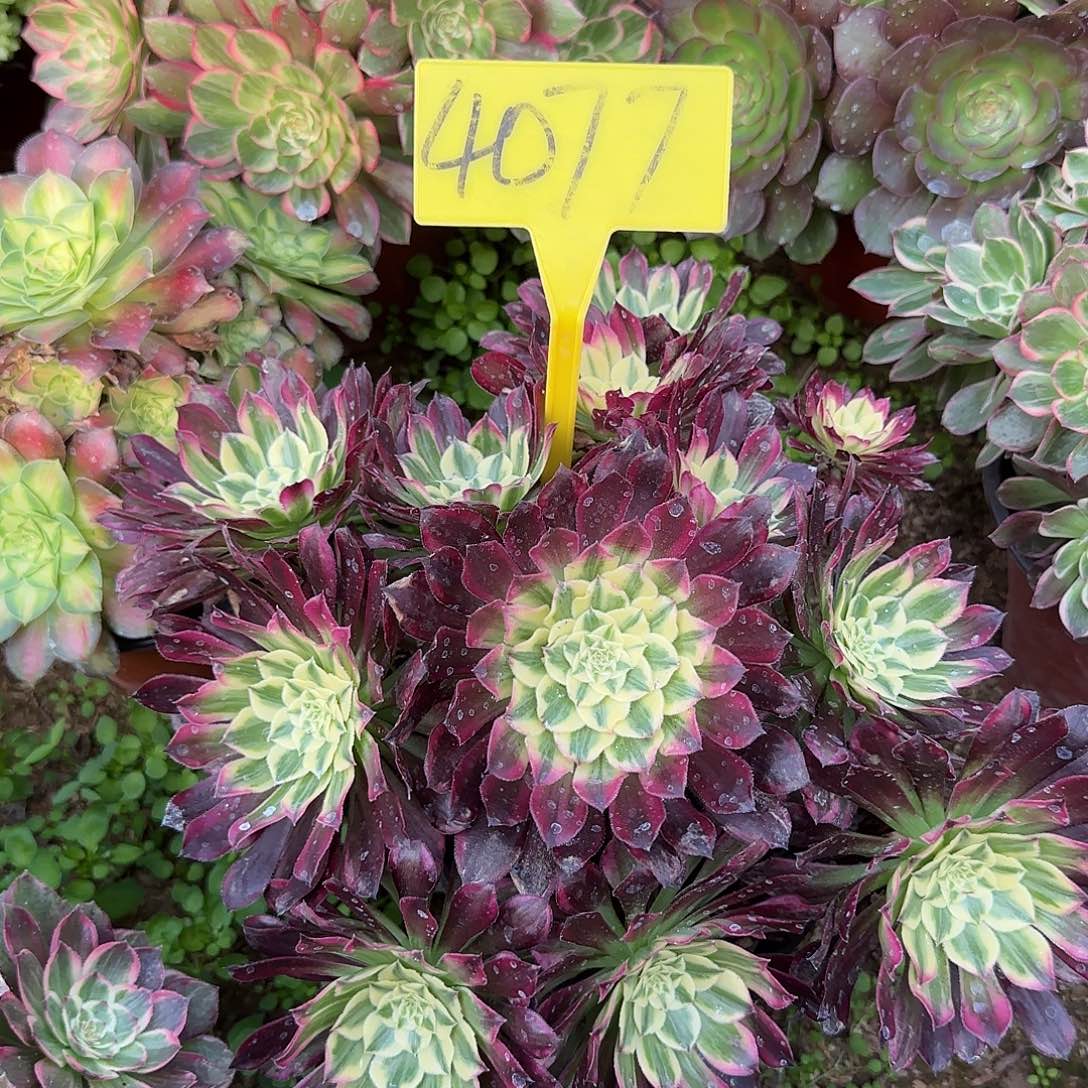 4077--天合多头多肉植物