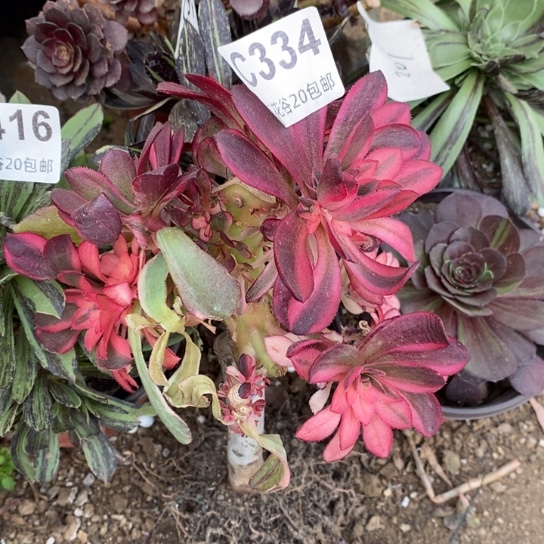 334黑魔锦砍过嫁接多肉植物