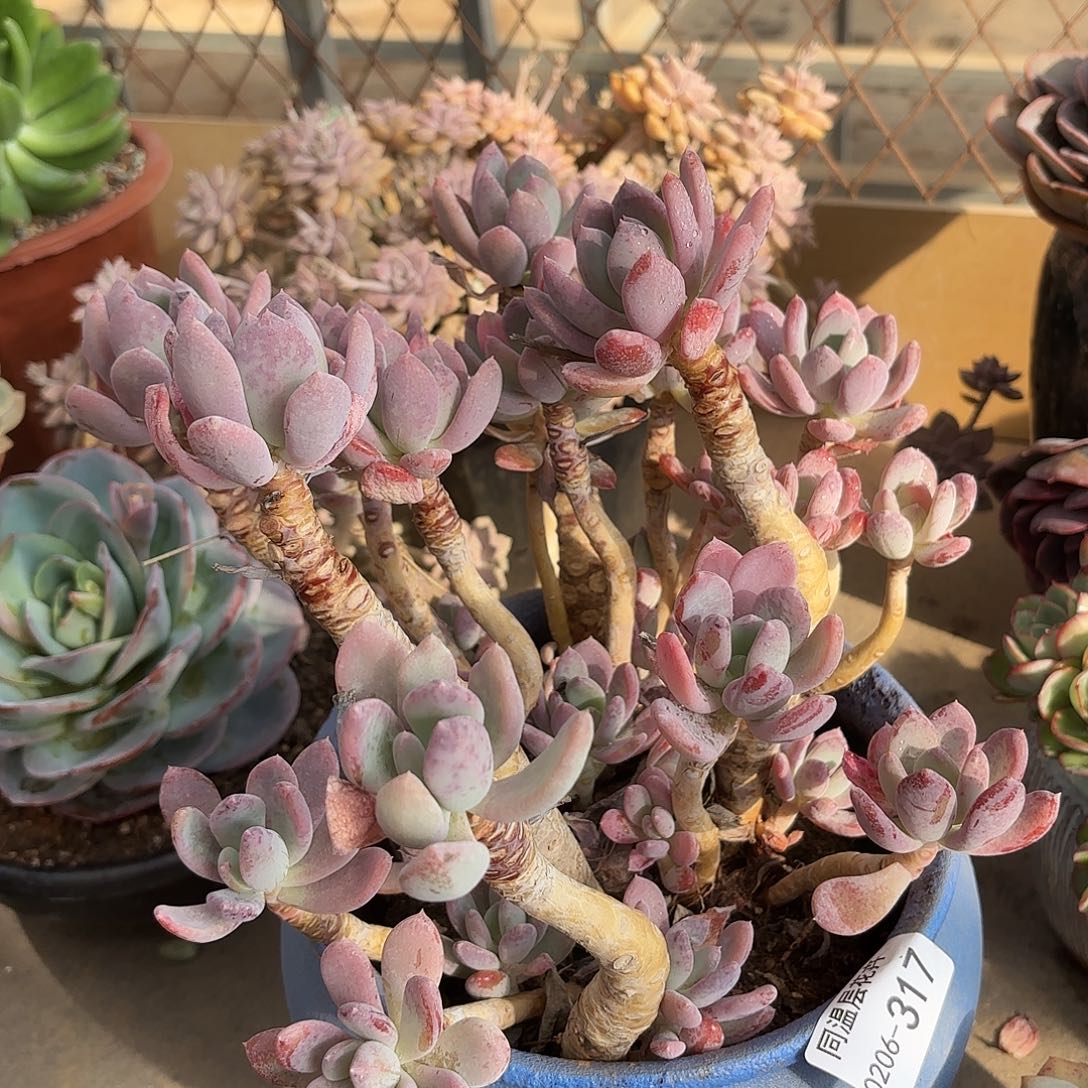 同温层多肉姑娘317