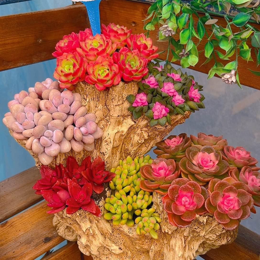 花果山多肉组合花园
