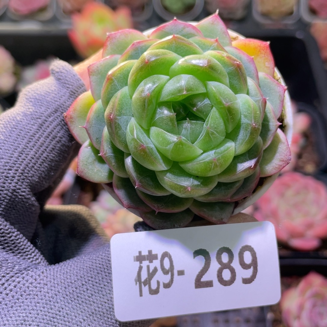 花利美9-289新品珍妮