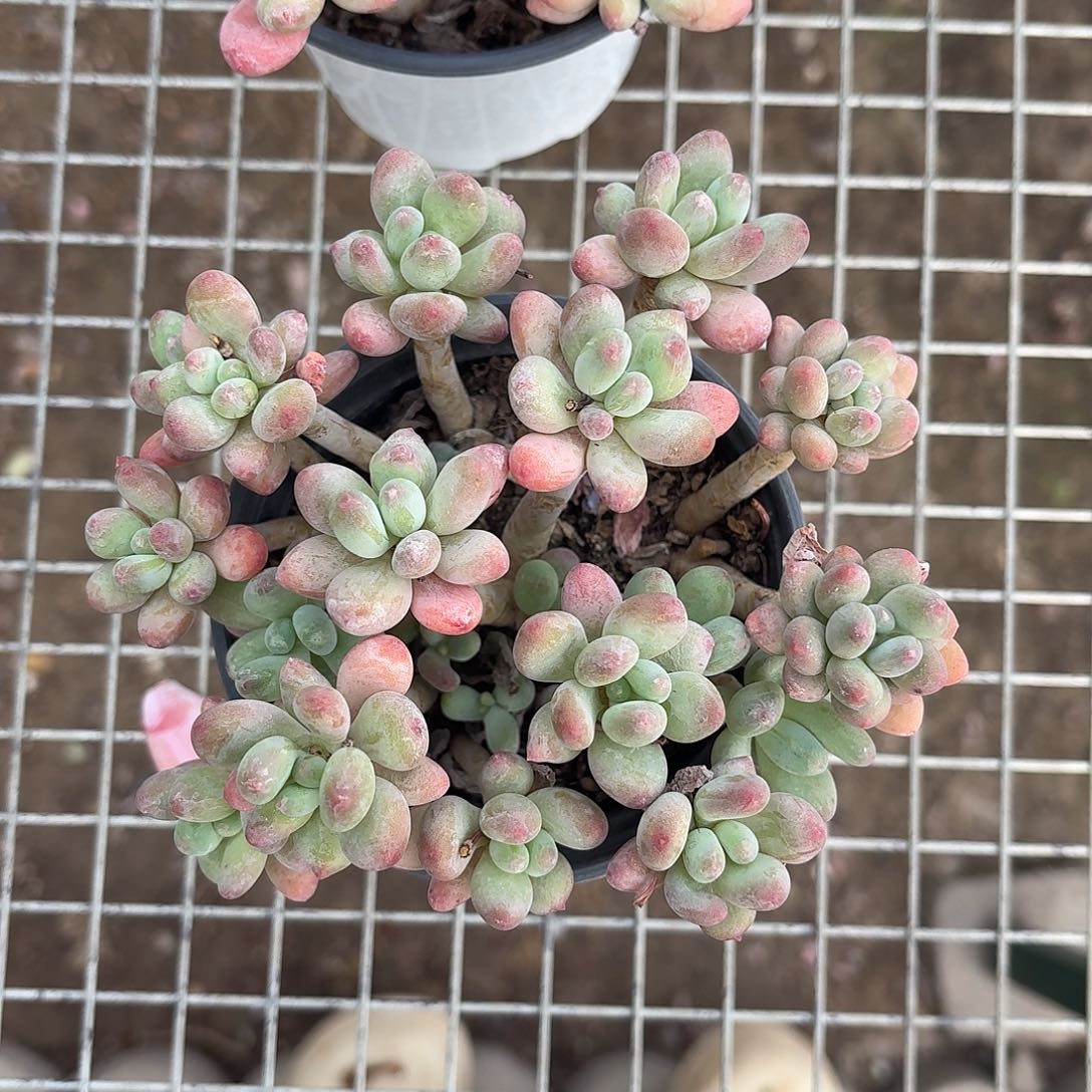 苹果美人12厘米冠幅