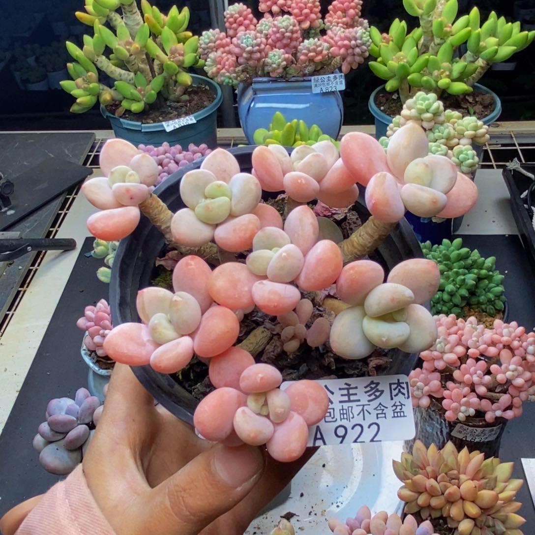 922橘子香水多肉9c m