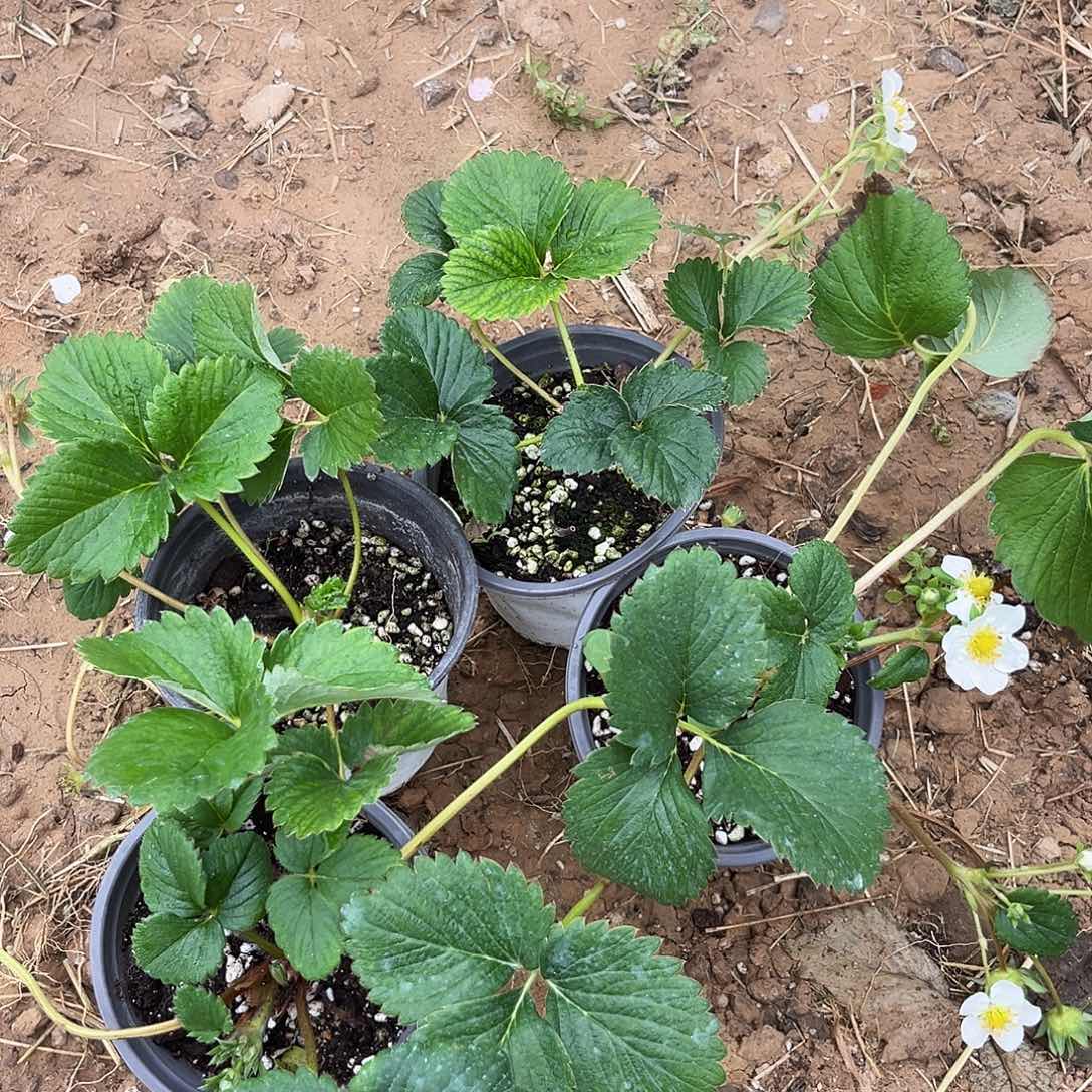 草莓120盆栽4颗品种自挑