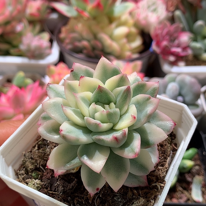 麦秆腹轮锦锦锦锦