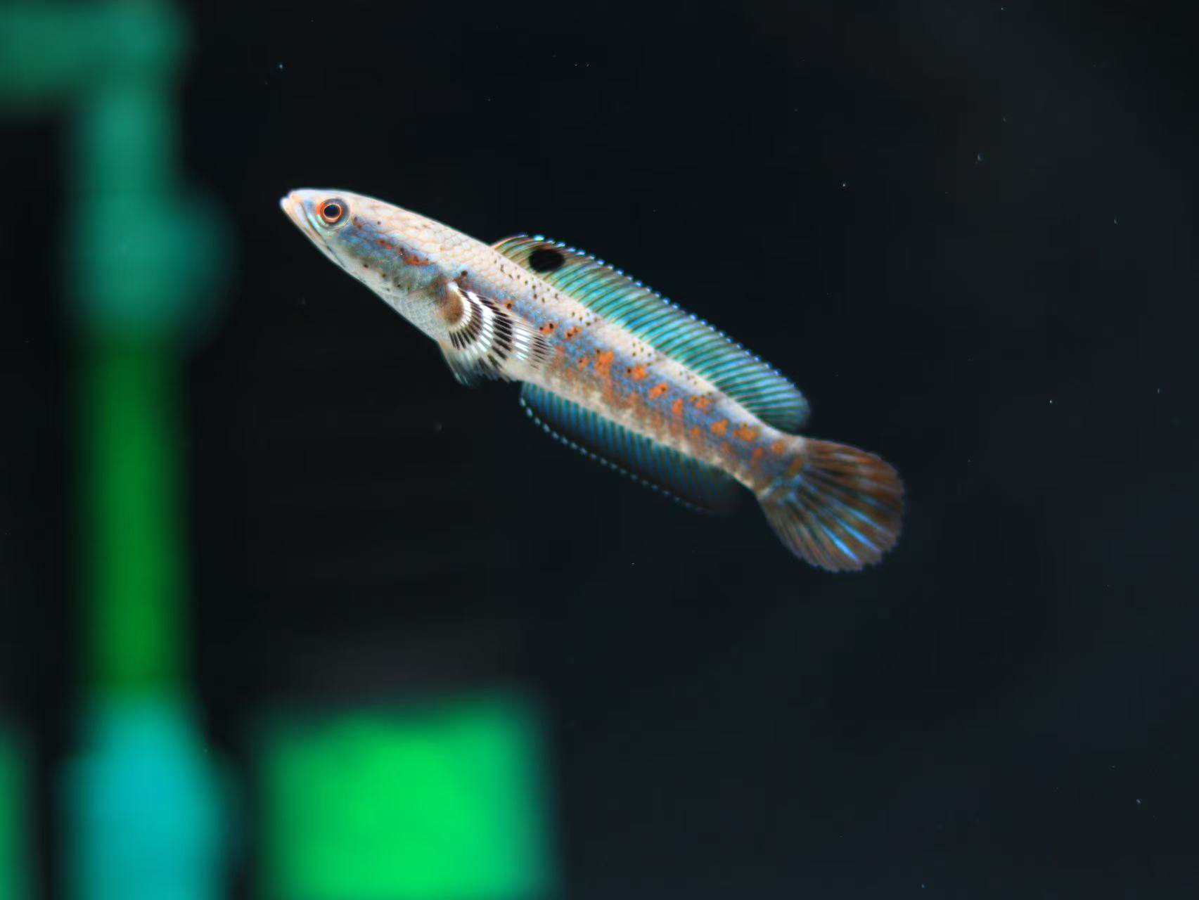 幻彩红宝石雷龙鱼