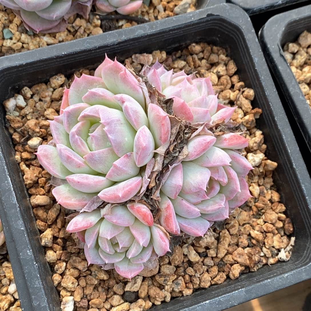 精品多肉一物一拍不包整91