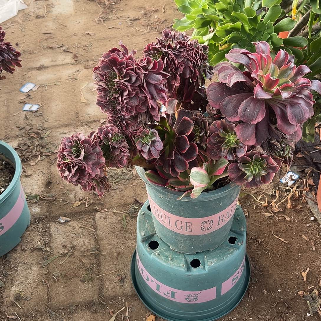 12美杜莎缀化法师多肉植物