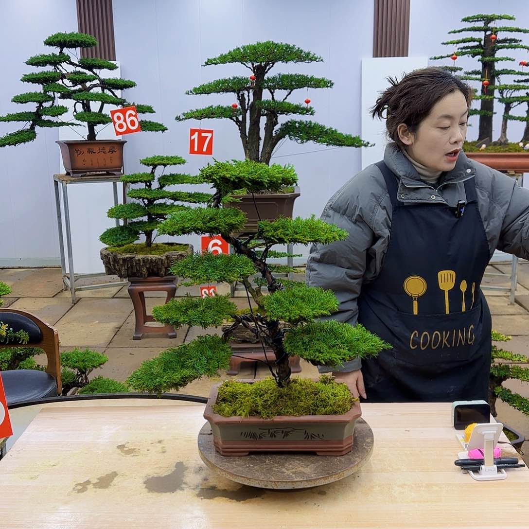 盆景直播间一物一拍