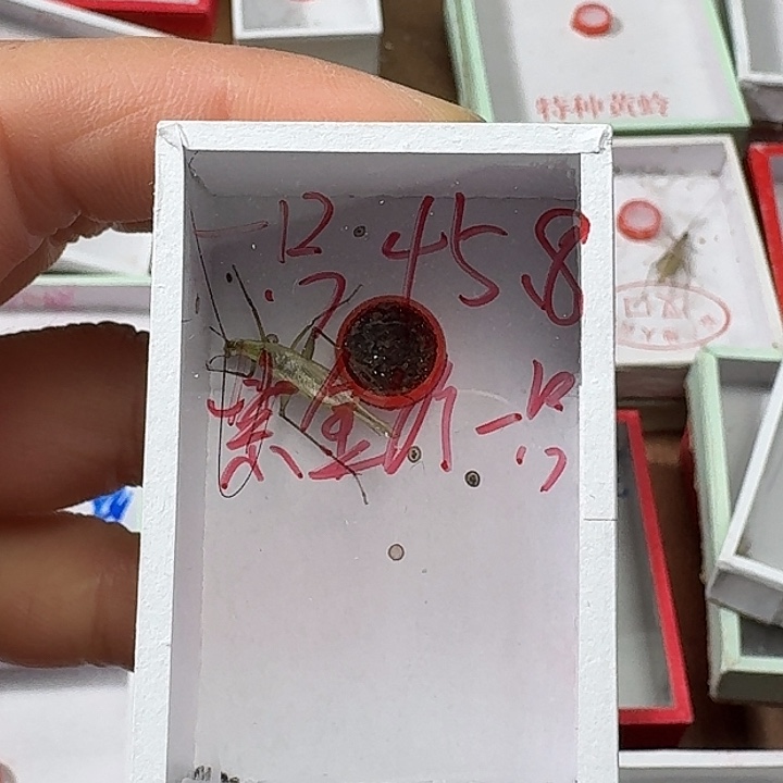 m***y蟋蟀222222222222