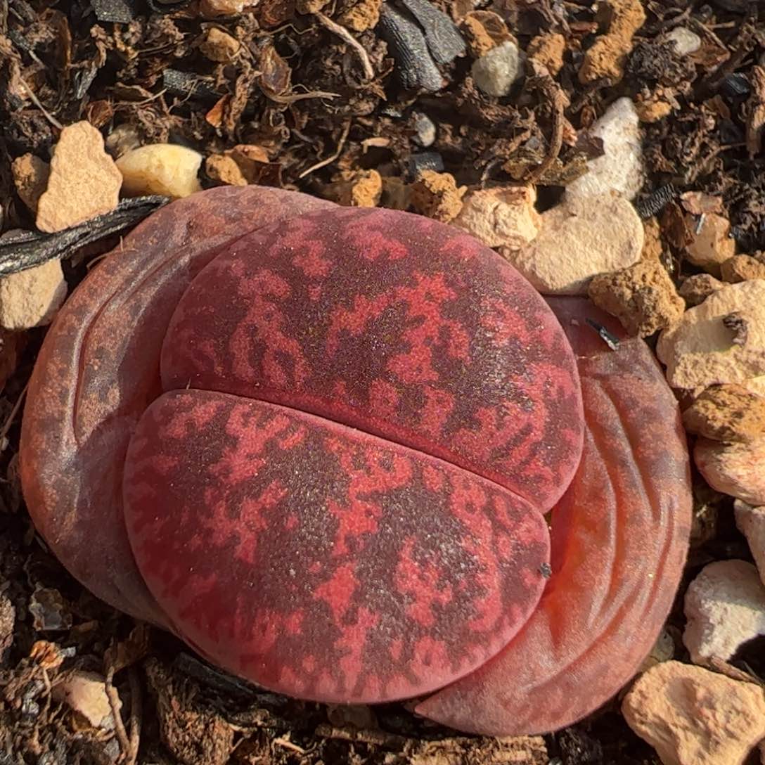 酒红多肉植物百科178