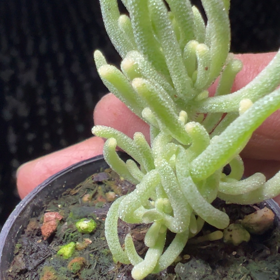 荧光兔白锦50杯福利