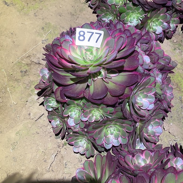 多肉植物法师877粉花妖