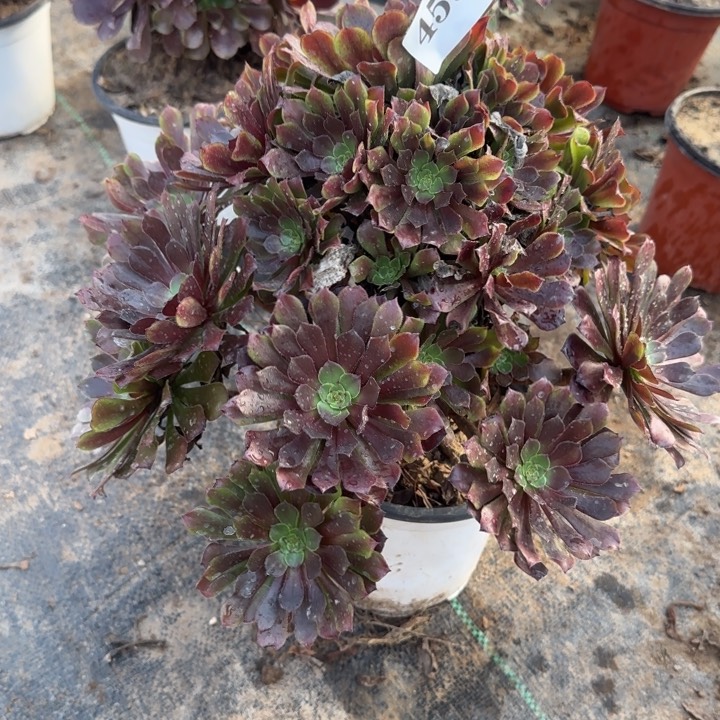 459两单包邮。  红铜壶。    