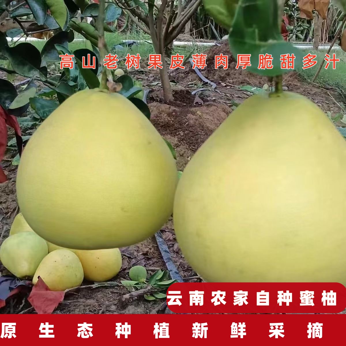 云南新鲜现摘柚子黄皮白心柚当季爆汁水果孕妇（非傣柚）