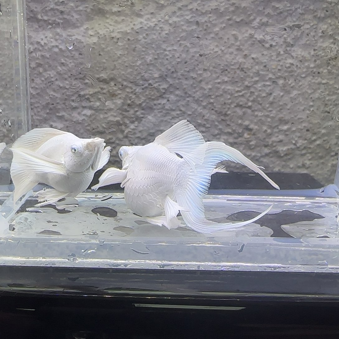 黑玛丽鱼瓷白玛丽。83号