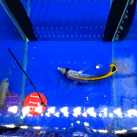 海水鱼人字蝶10+/1-8-116