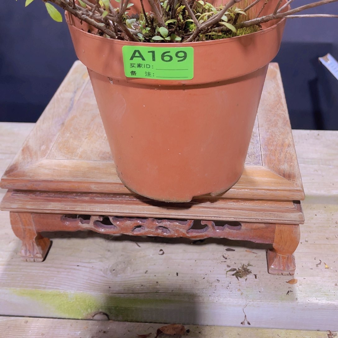 红陶直播时间一定一起