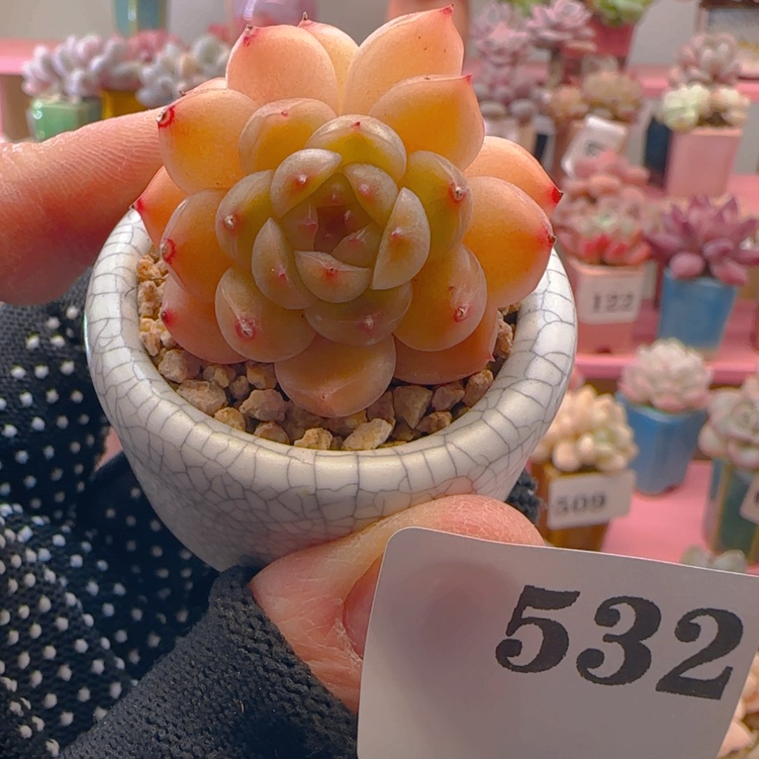 糖心532 ，带盆土发货，满38包邮非偏远。