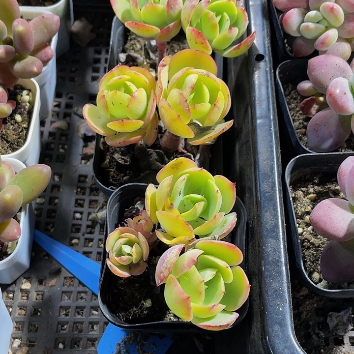 双头碧桃带盆土发