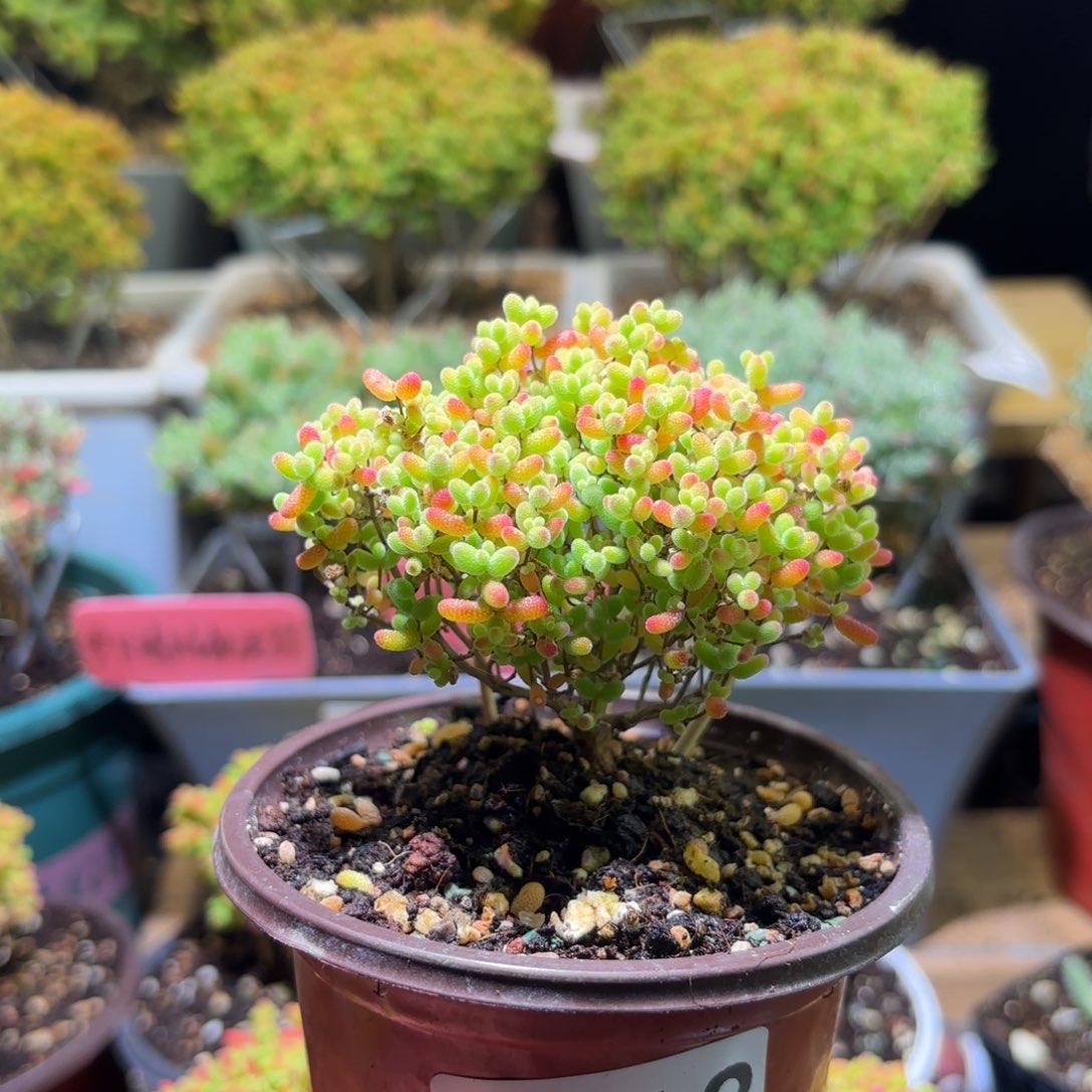 枝干番杏密橘糖球G613