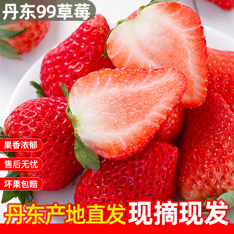 正宗丹东九九草莓1.5-2.5斤新鲜丹东草莓牛奶草莓产地直发