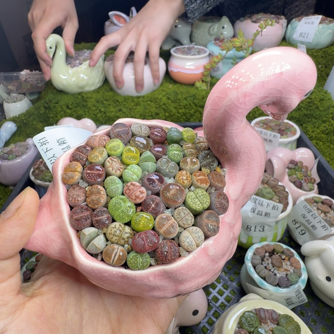 多肉植物福利冲861